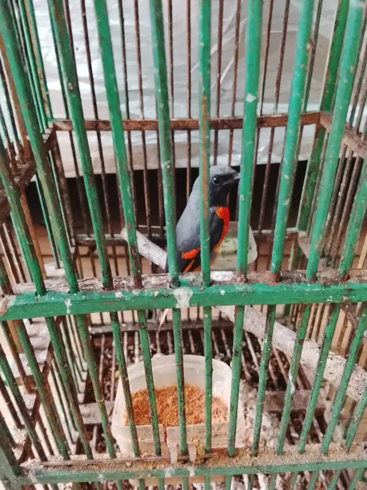 Jual burung matenan mini