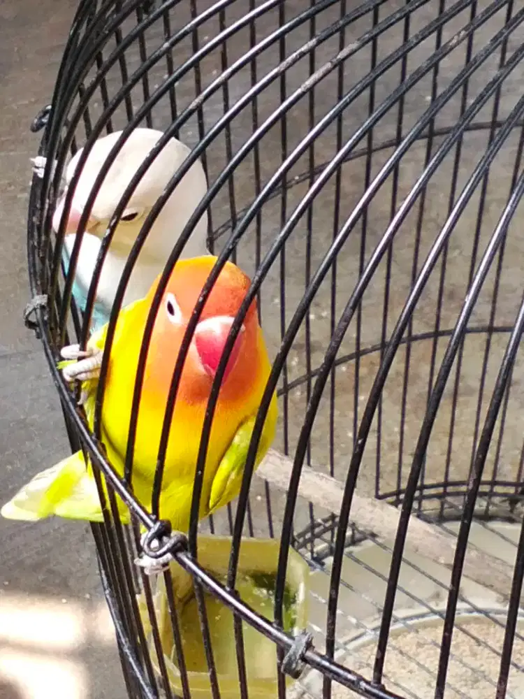 Love bird sepasang