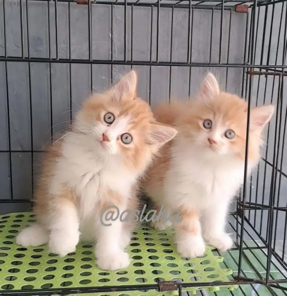 Anak kucing anggora/kitten.persia jantan/kucing persia jantan