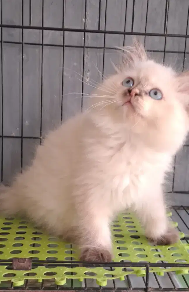 Kucing ragdol  betina/kitten himalaya/anakan kucing himalaya
