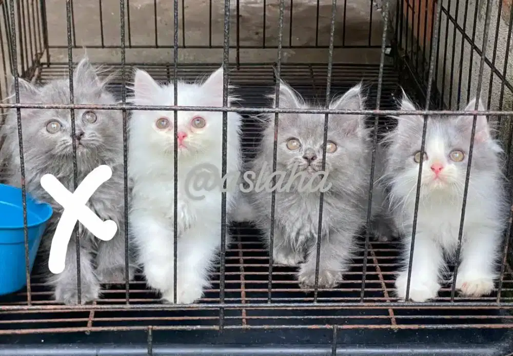 Anak kucing anggora/kitten persia jantan/kucing persia betina