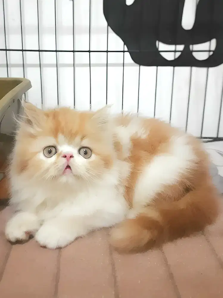 Persia peaknose jantan