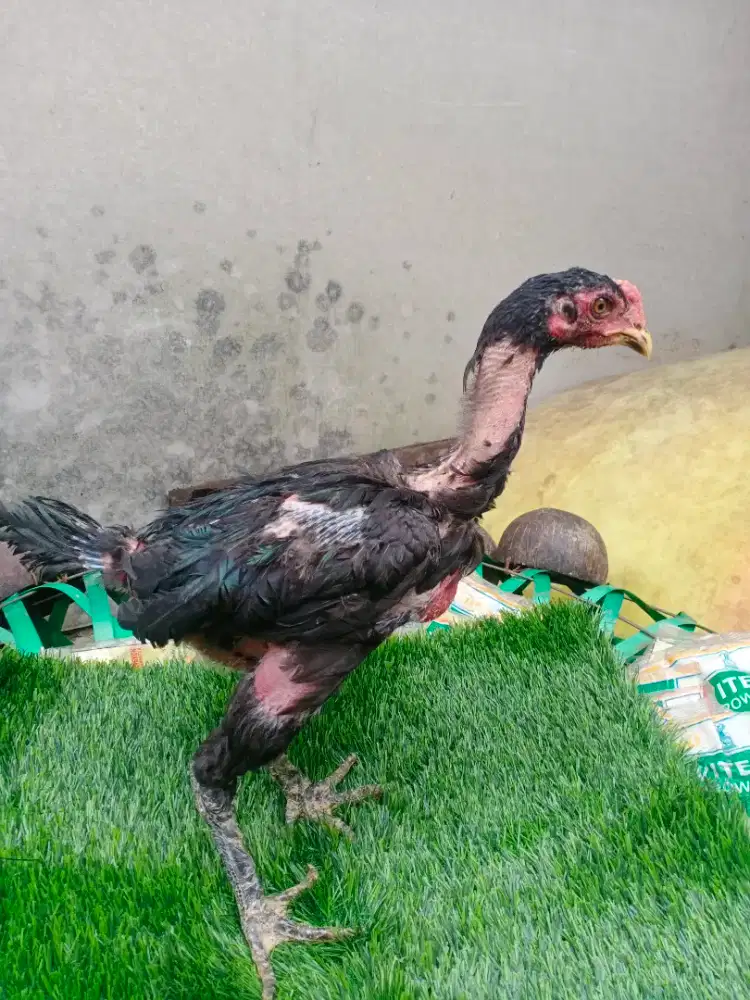 Ayam Bangkok, ayam import Vietnam GANOY Kaki GUNUNG 17 YORK original