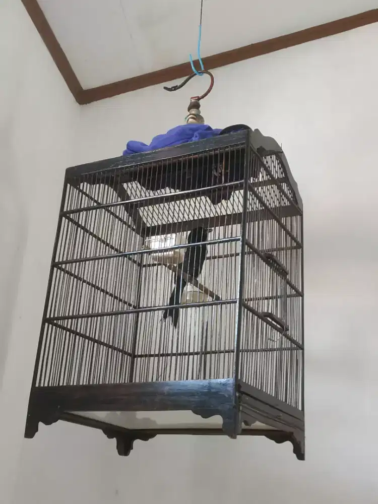 Burung srigunting hitam