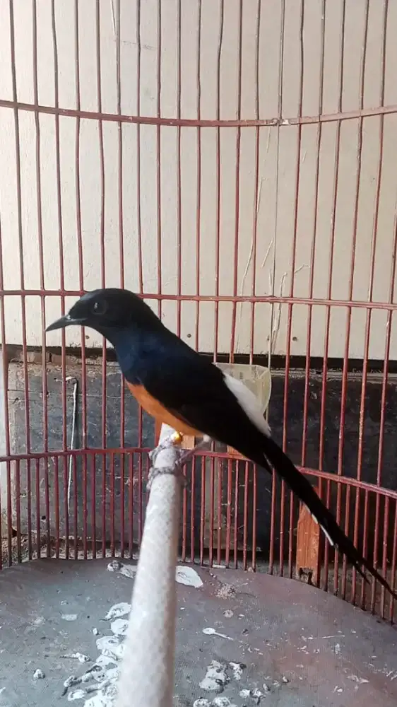 Murei pastol balak 6