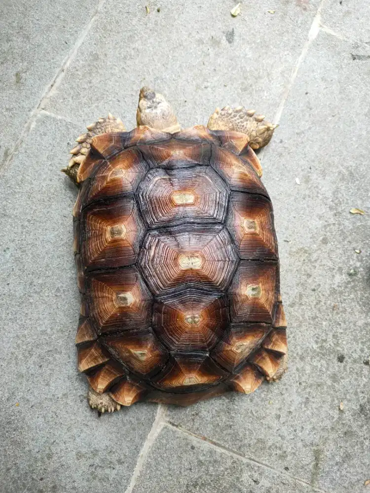 kura darat sulcata 34cm prediksi betina