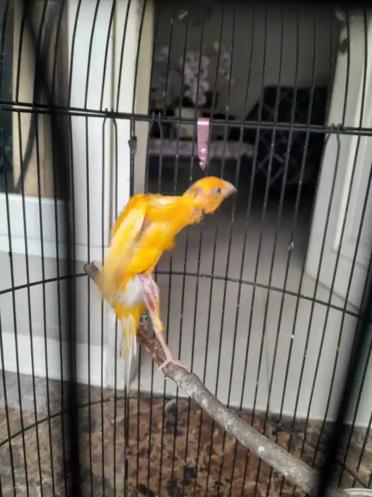 Kenari giboso rajin usia muda