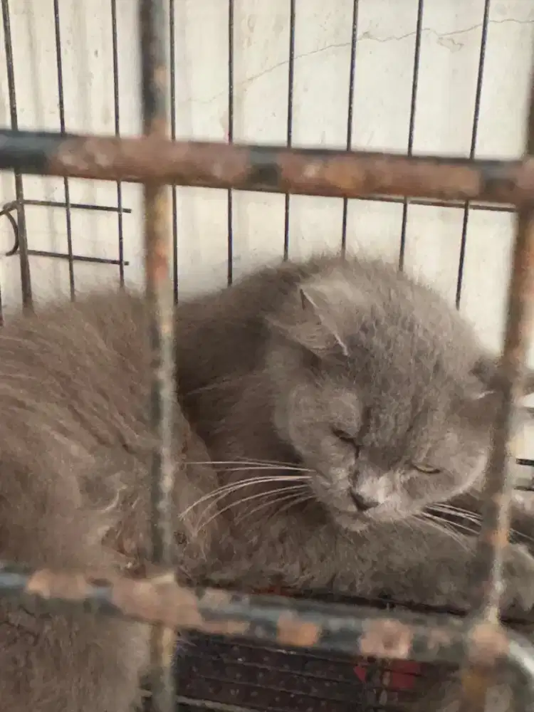 urgent mau pulkam lepas adopt indukan persia