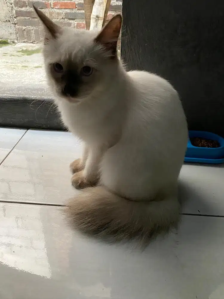 Kucing siamese / Himalaya