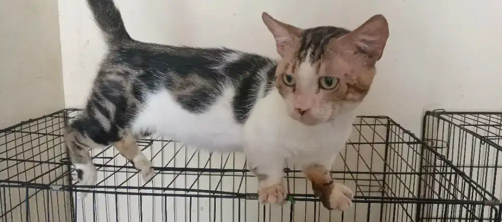 Munchkin jantan 2thn jago kawin