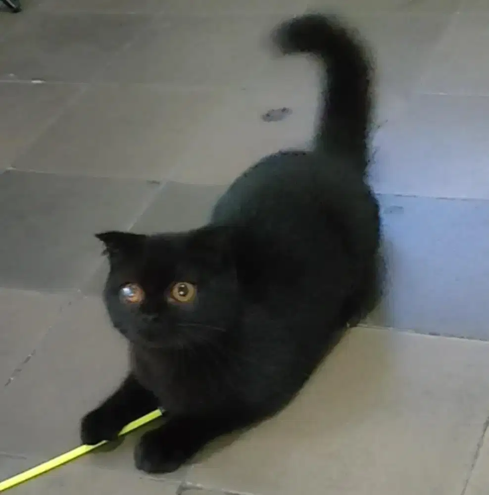 Scottish Fold Betina Dewasa