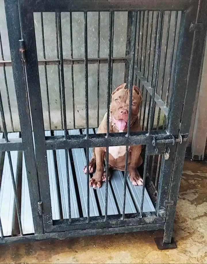 Pitbull betina 4 bulan calon bigsize