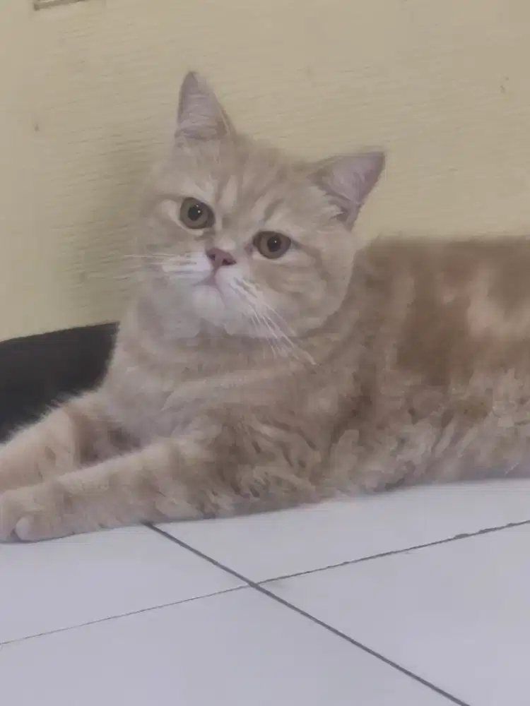 Kucing BSH jantan