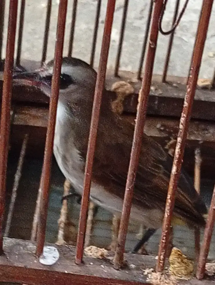 Burung Trucuk rajin bunyi