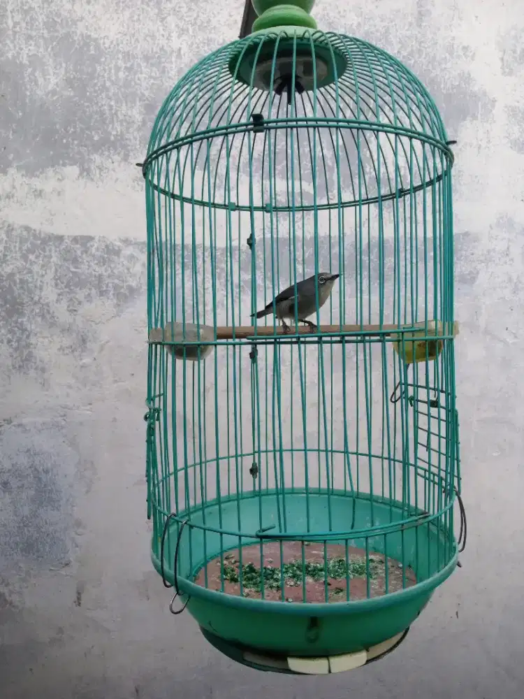 Burung ngeriwik ngalas