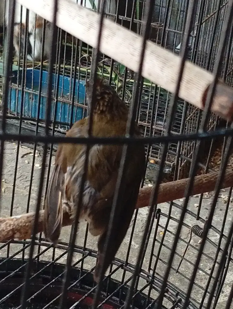 Burung sirih sirih rajin bunyi