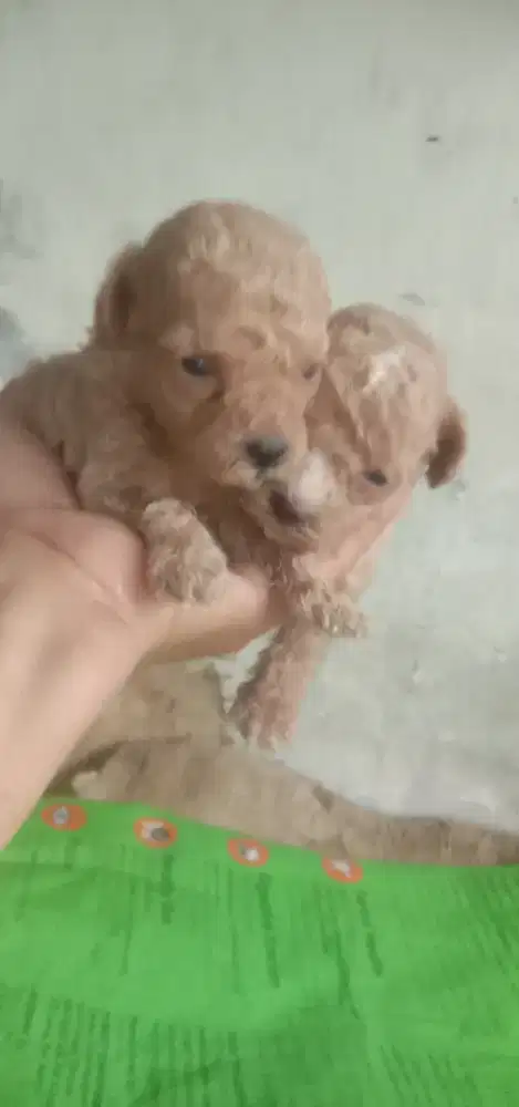 Anakan poodle toy jtn btn 1 bln