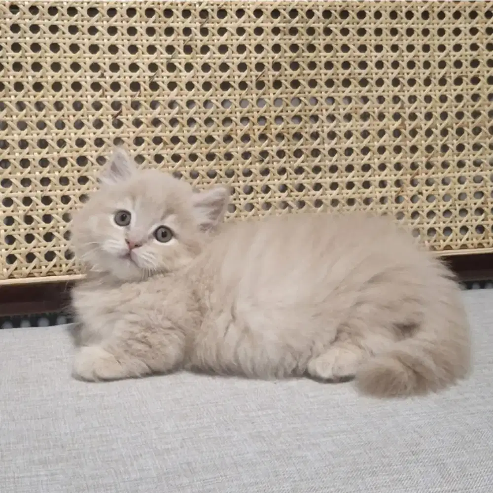 Kucing Munchkin Minuet British Cream Tabby Jantan