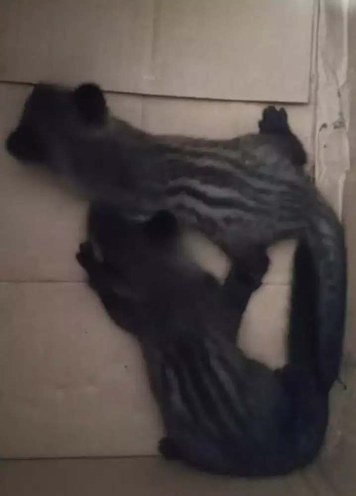 Musang 1 bulan 2 ekor
