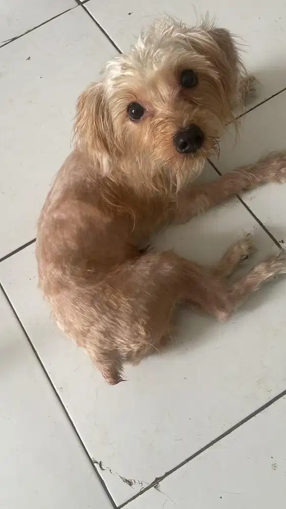 maltipo vaksin 7 bulan