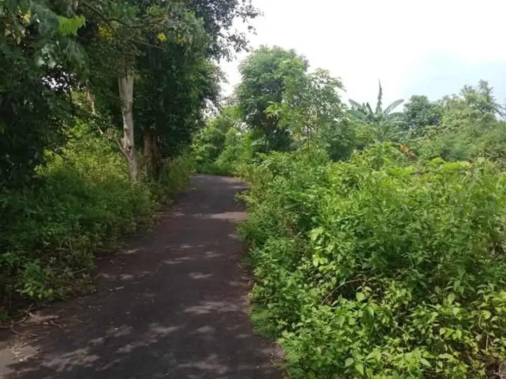 tanah bagus dekat ke pantai berjarak 800 meter ke pantai