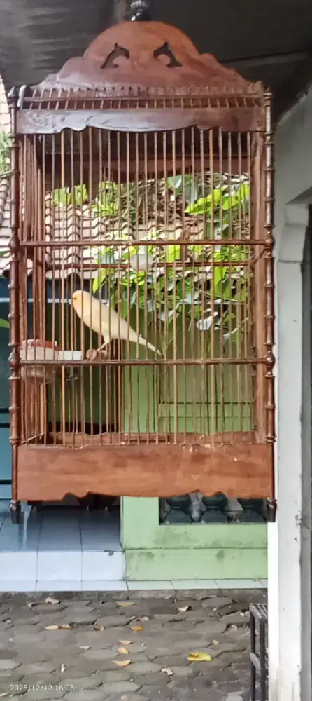 Kenari Calon Pejantan Warna Cerah Ceria