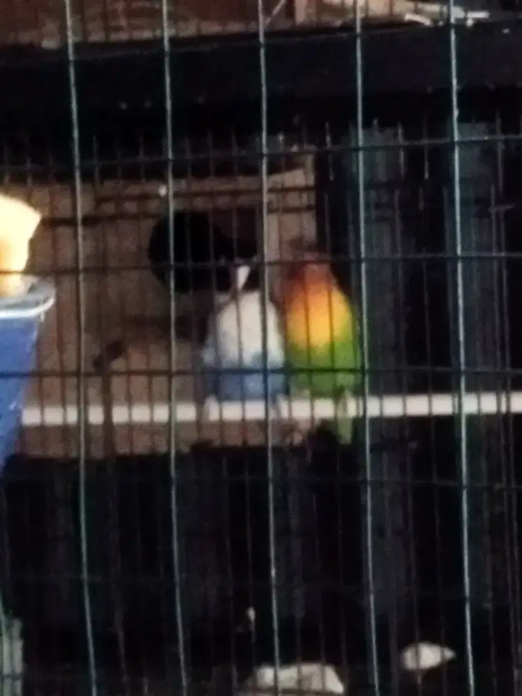 Sepasang Lovebird