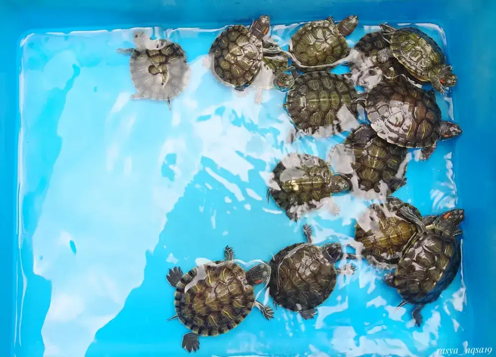 Kura kura brazil size 5cm an