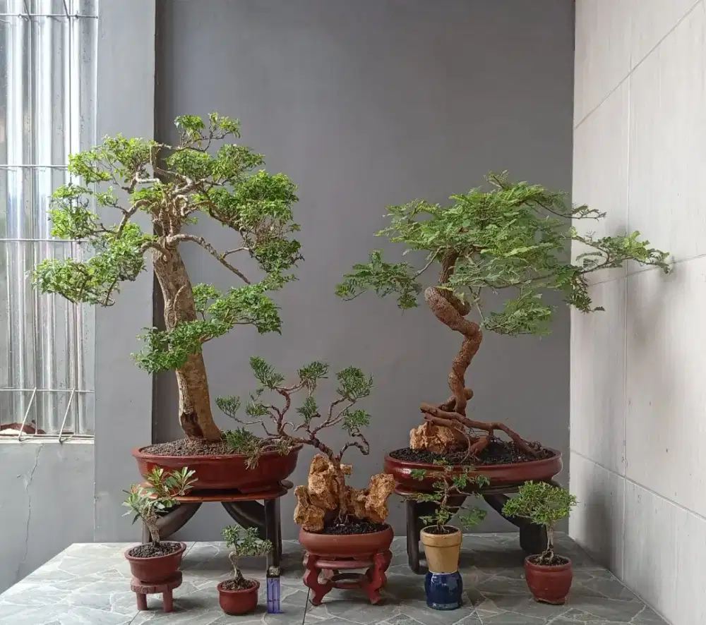 Bonsai hias cantik murah ada 7 pohon