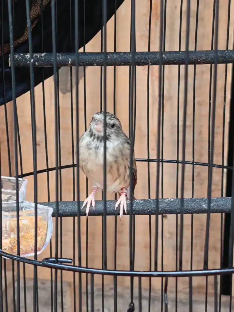 Burung Blacktroat gacor