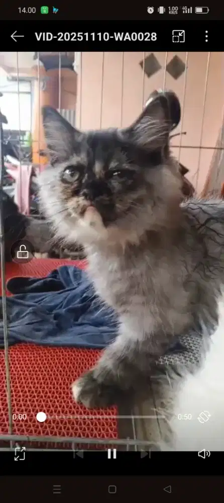 Kucing Persia smokyy