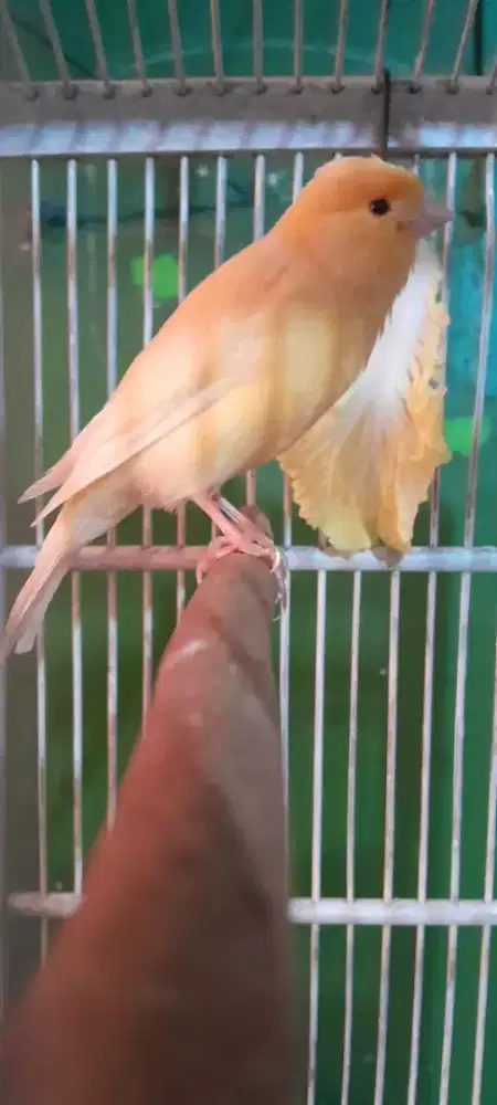 Kenari jantan Lokal super gacor dor di Bogor