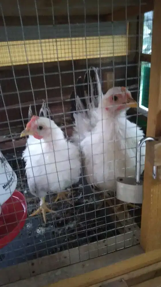 Ayam Kate Chabo Blacktail 3 ekor