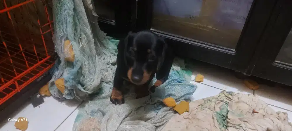 Jual Mini Tekel Black Tan