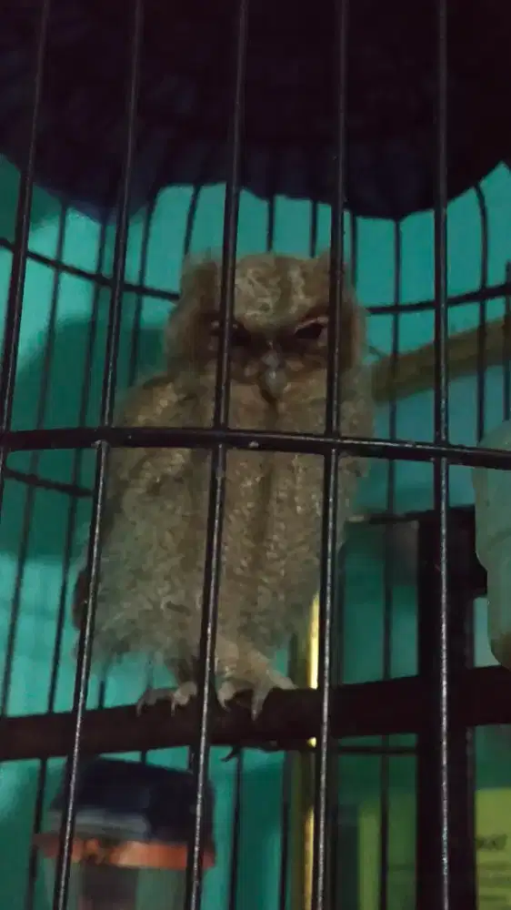 Jual burung masteran