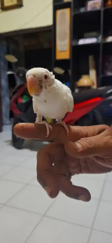 Love bird Albino Mata merah