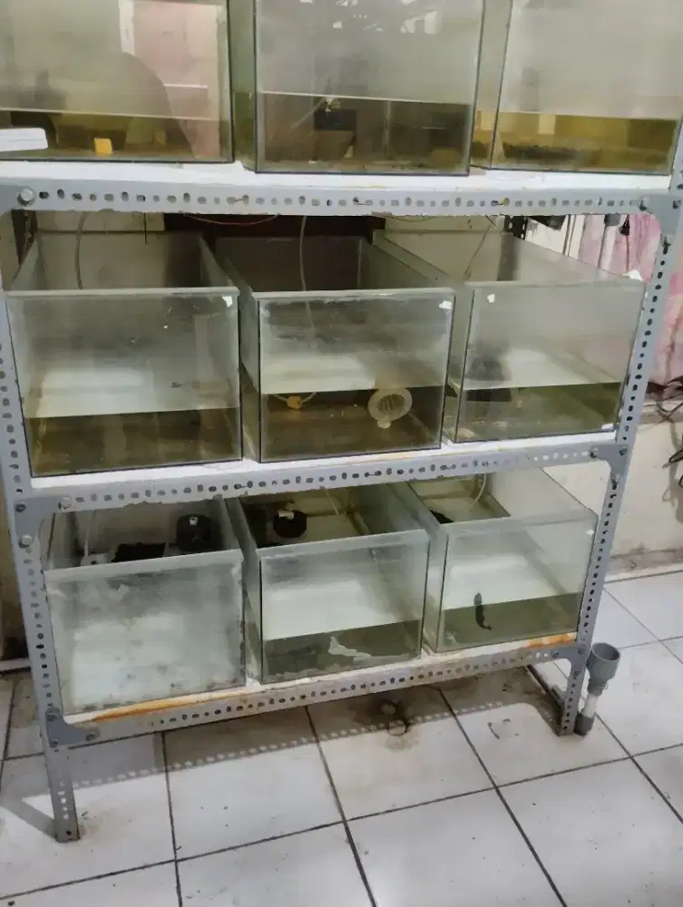 Jual aquarium cocok untuk Guppy, cana, lohan