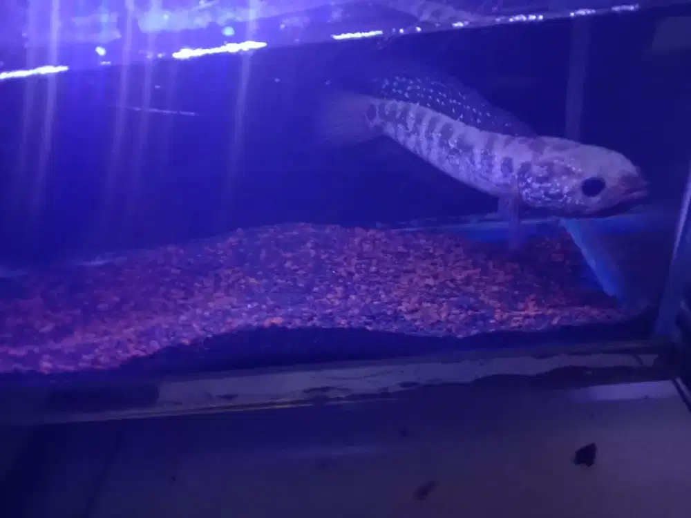 Ikan chana asiatica fulset