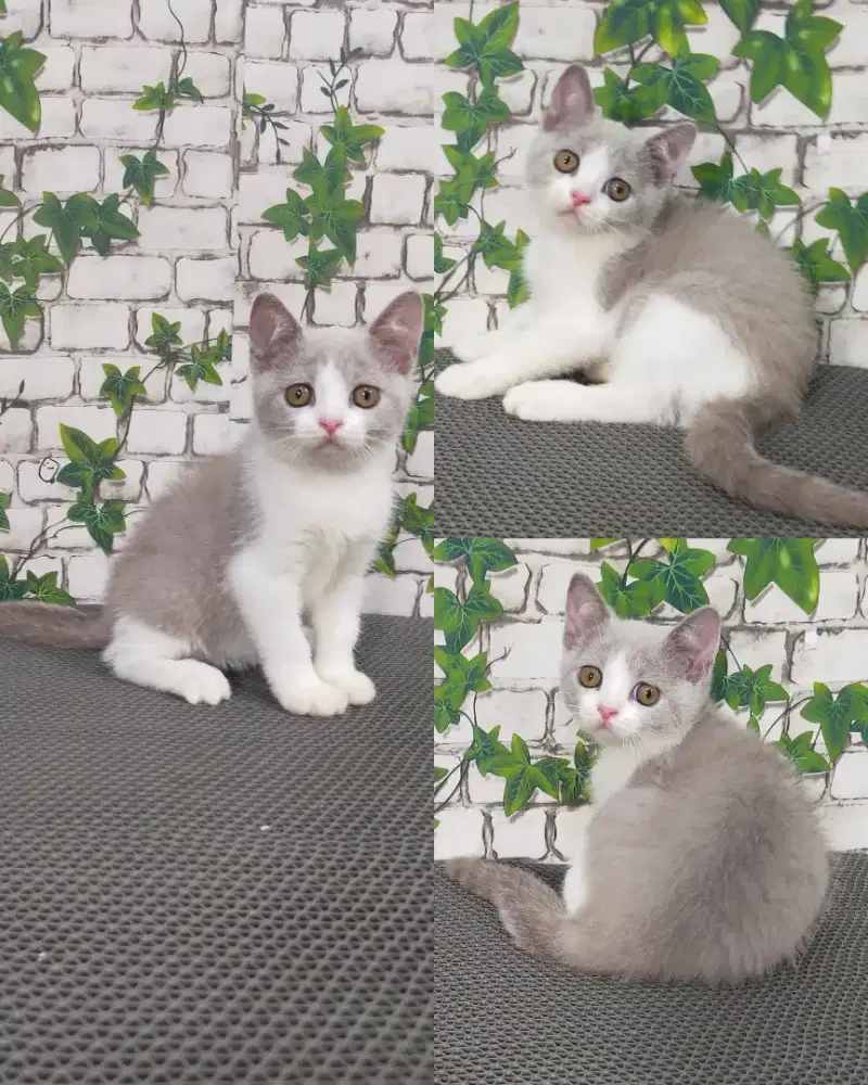 Kucing bsh Bicolour Lilac kitten betina