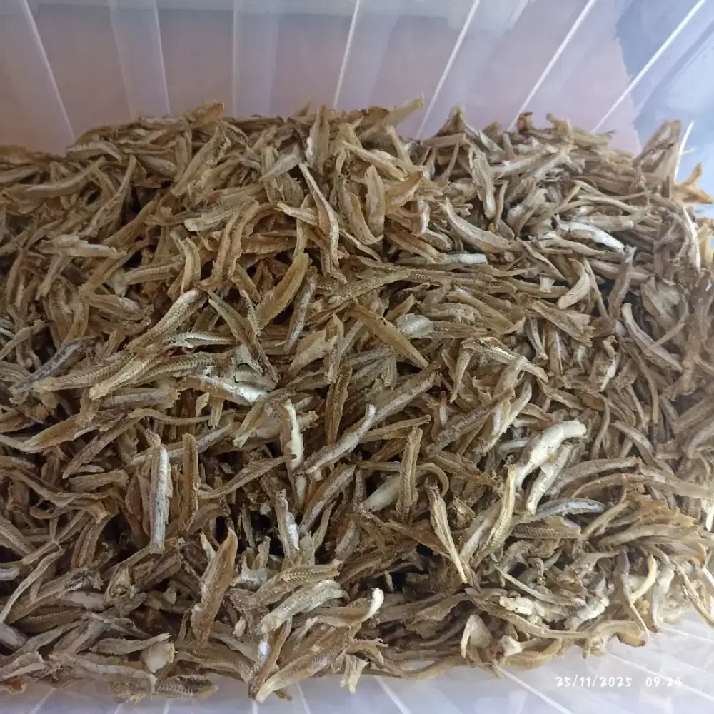 Cumi kualitas premium