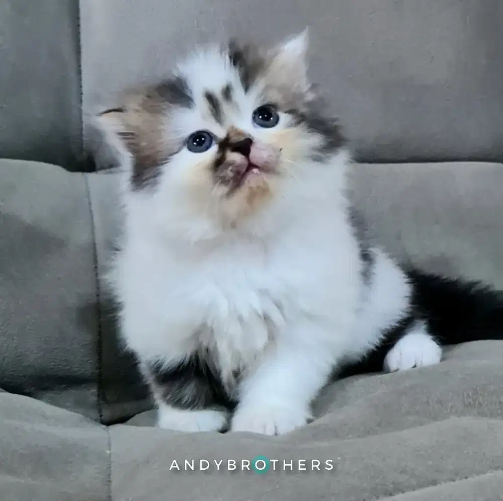 LEPAS ADOPSI Kucing Kitten Persia Flatnose x Peaknose Longhair JANTAN