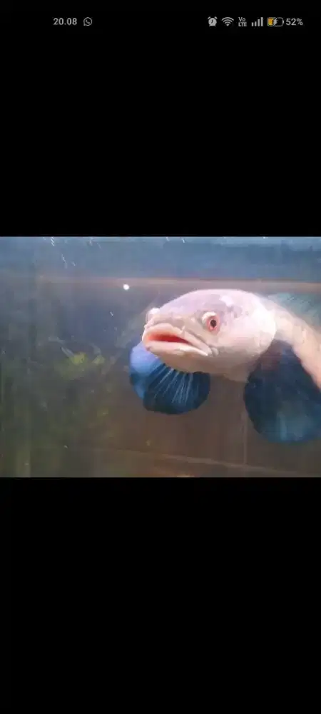 Ikan Channa Red Barito