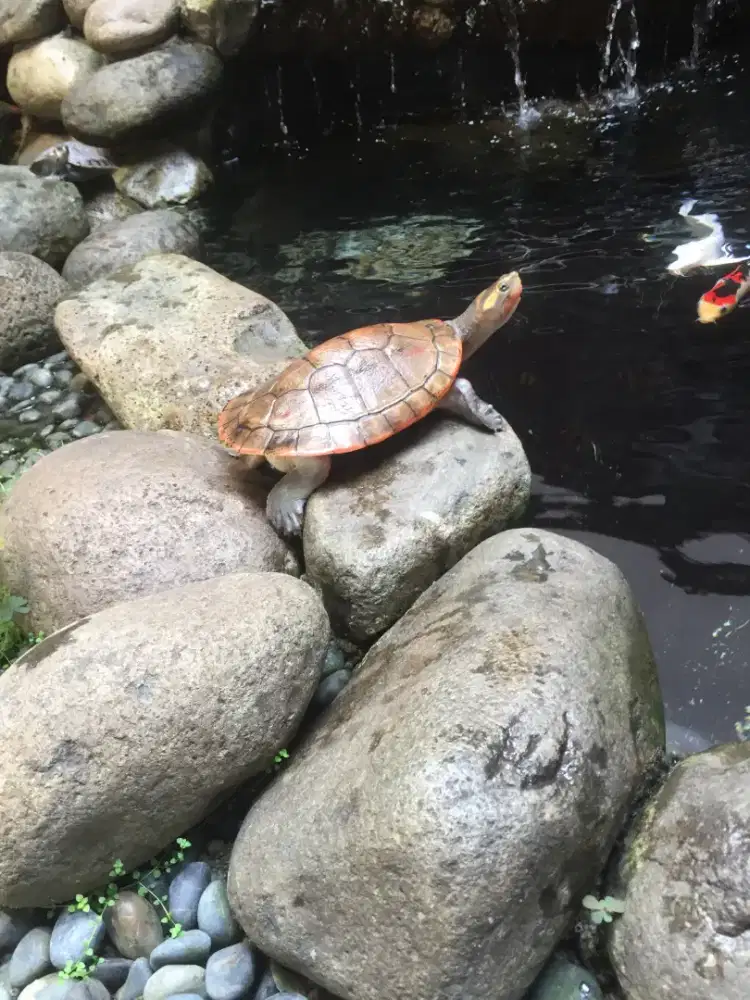 Kura sideneck dan batok lucu borongan