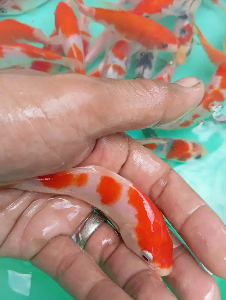 Jual ikan koi ukuran 10-12 cm
