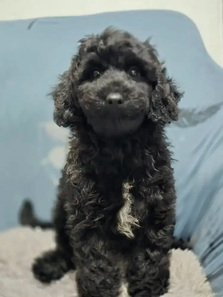 Betina miniature poodle