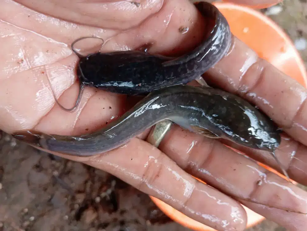 Jual bibit ikan lele berkwalitas Terima partai atau eceran perkntong