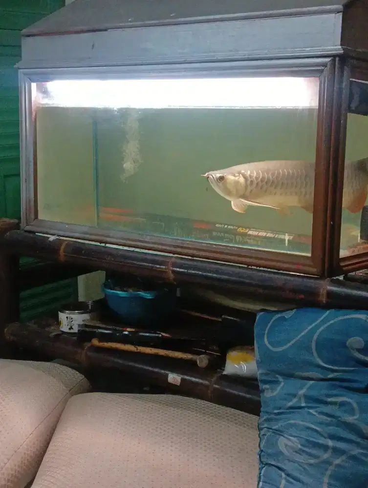 Ikan arwana golden red RTG