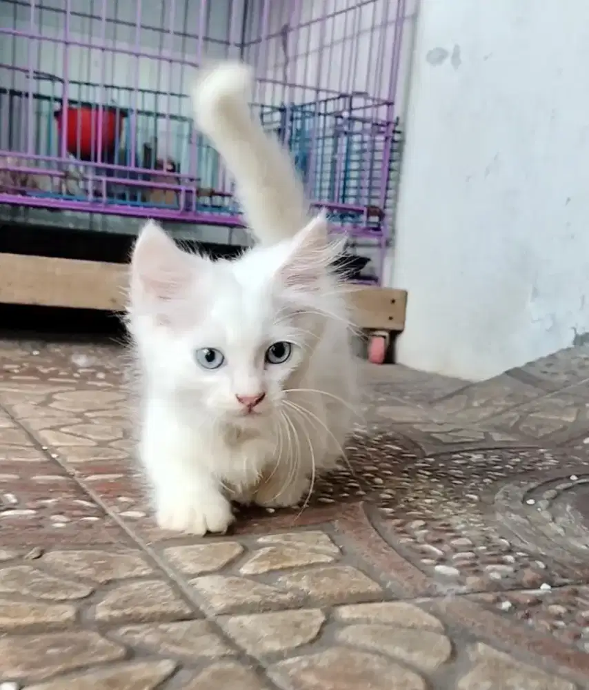 Munchkin Top standar jantan mata biru