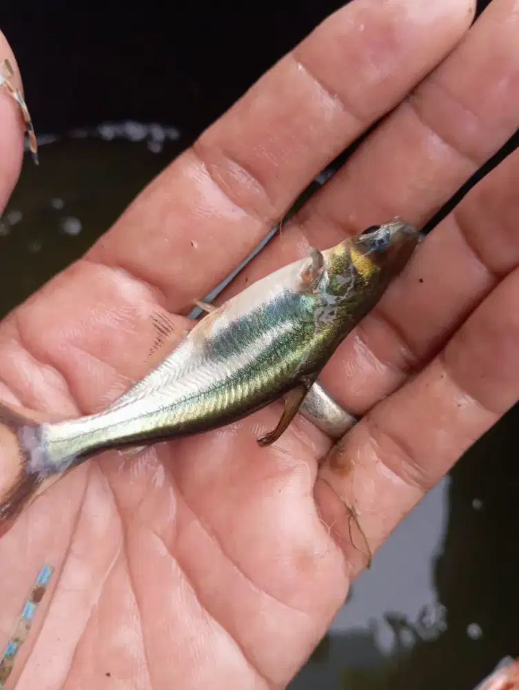 Parin bibitan jual partai banyak / eceran perkntong