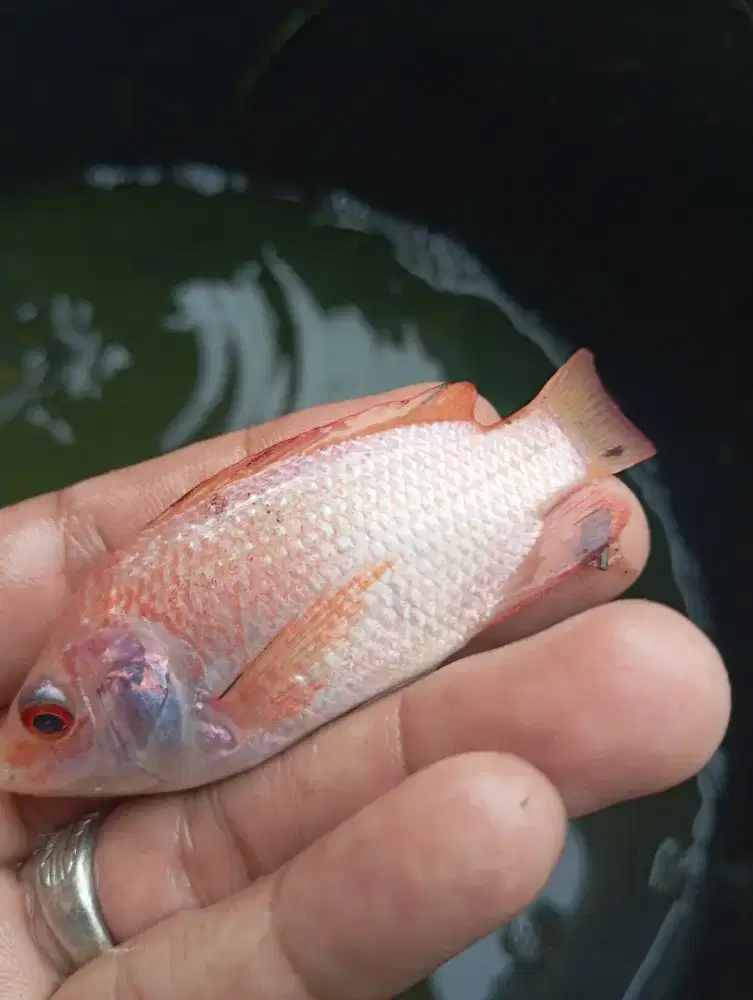 Bila merah bibitan, jual eceran perkantong atau partai banyak